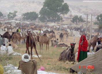 The Camel Market in Pashkar, India